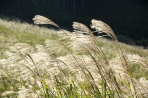 00d8767c18cf6f20e8f1e2cee83f2a0a_s